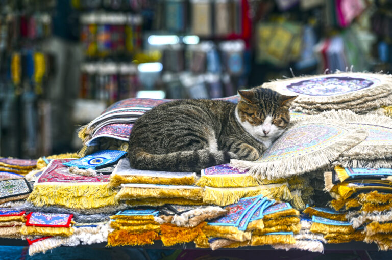 cute cat sleeping on pile of carpets at street market in turkey