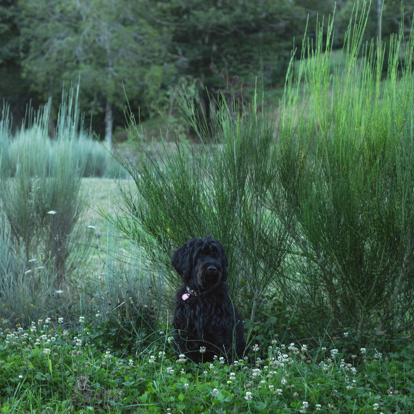 dog